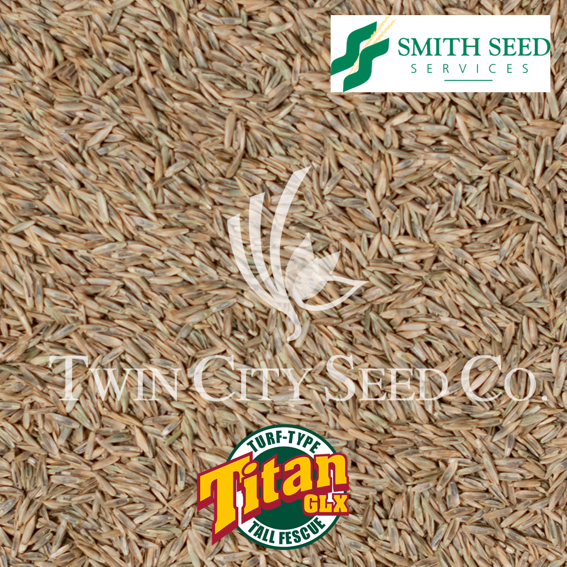 TITAN GLX Turf Type Tall Fescue