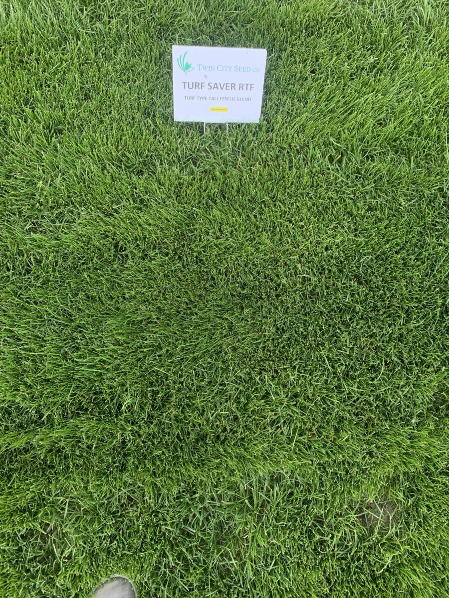 TURF SAVER RTF Turf Type Tall Fescue Blend - Image 2