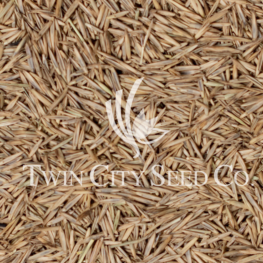 Western Wheatgrass