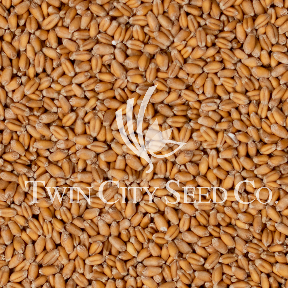 VNS Winter Wheat