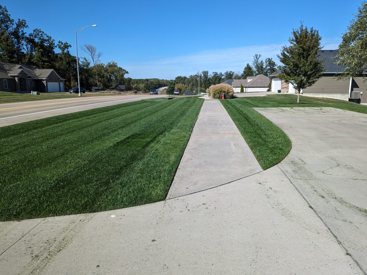 RESILIENCE™ II Turf Type Tall Fescue Blend - Image 6
