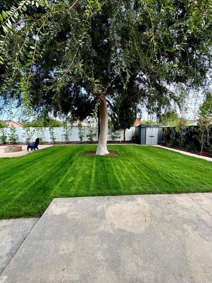 BLUE RESILIENCE Tall Fescue & Kentucky Bluegrass Mixture - Image 7