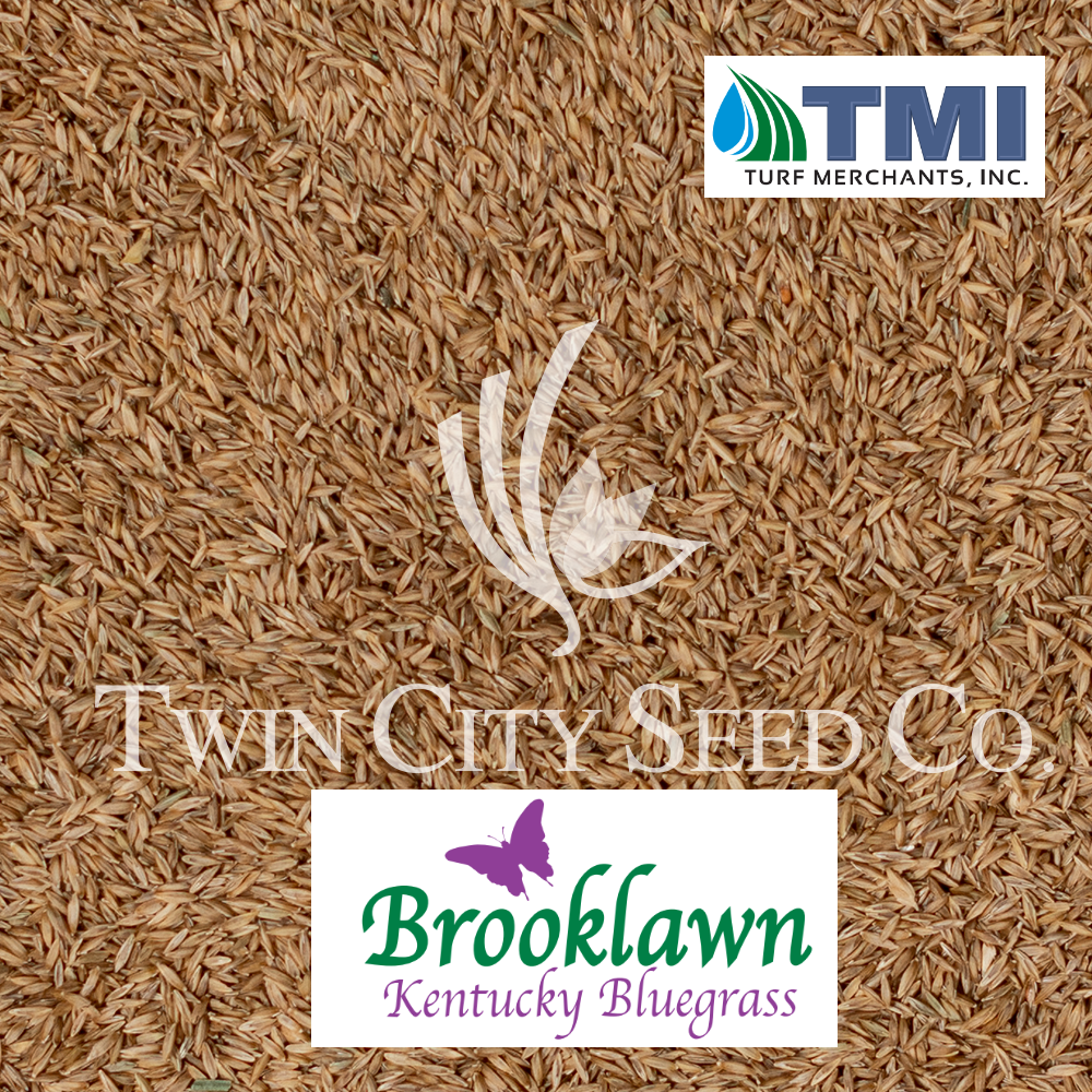 BROOKLAWN Kentucky Bluegrass