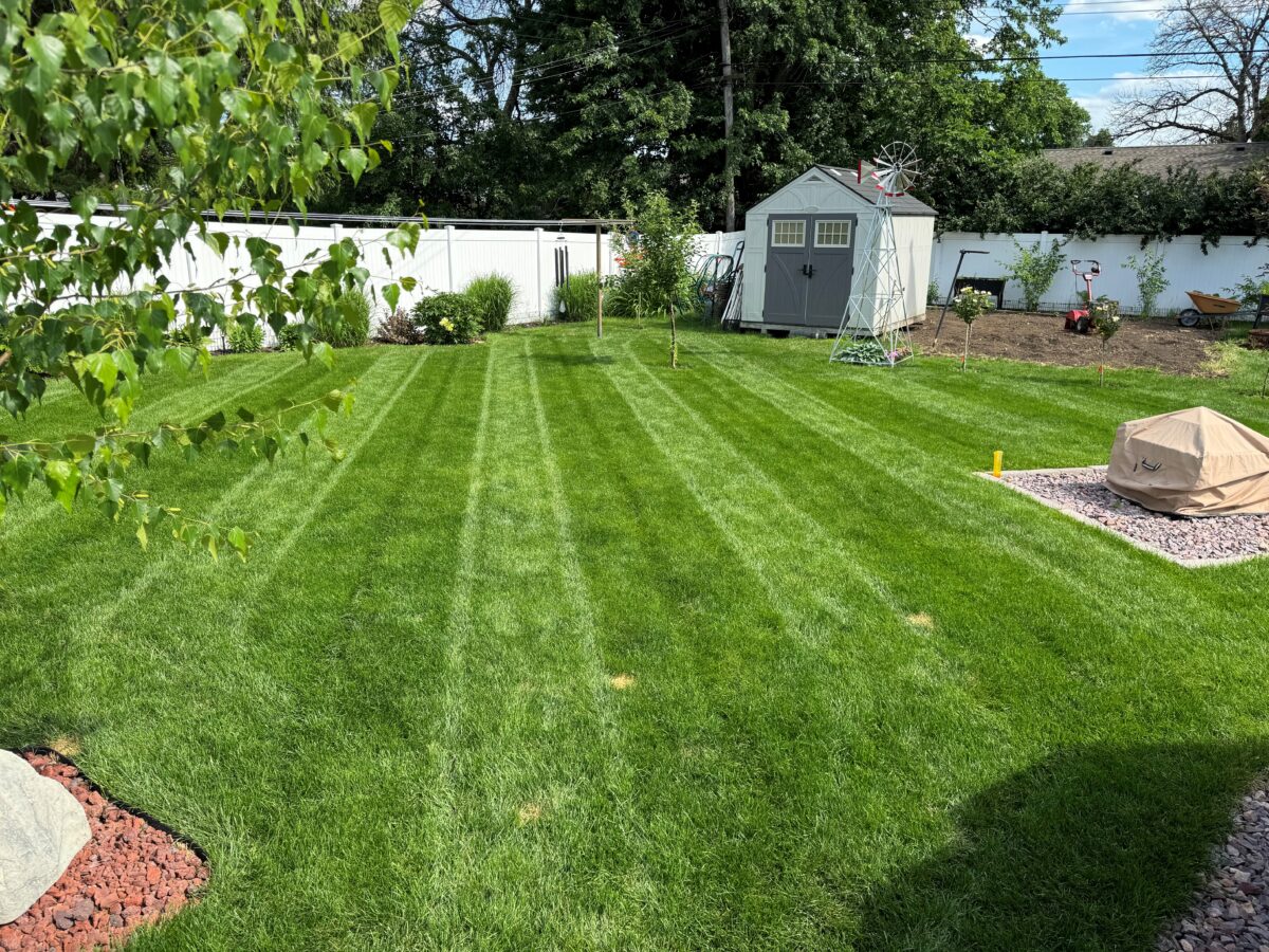 BLUE ENVY™ Elite Kentucky Bluegrass Blend - Image 15