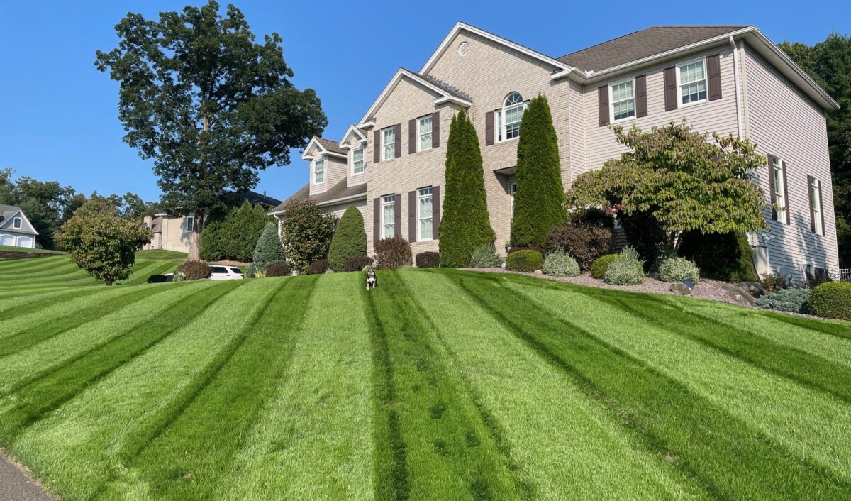 BLUE RESILIENCE Tall Fescue & Kentucky Bluegrass Mixture - Image 15
