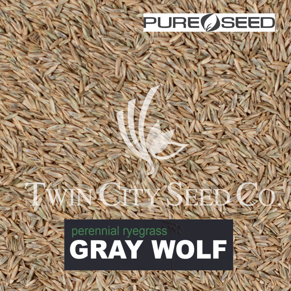 GRAY WOLF Perennial Ryegrass