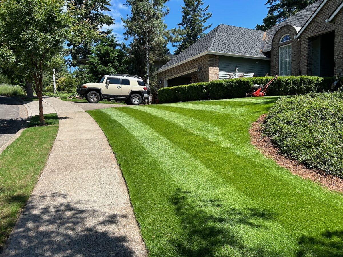 OBSIDIAN Perennial Ryegrass Blend - Image 7