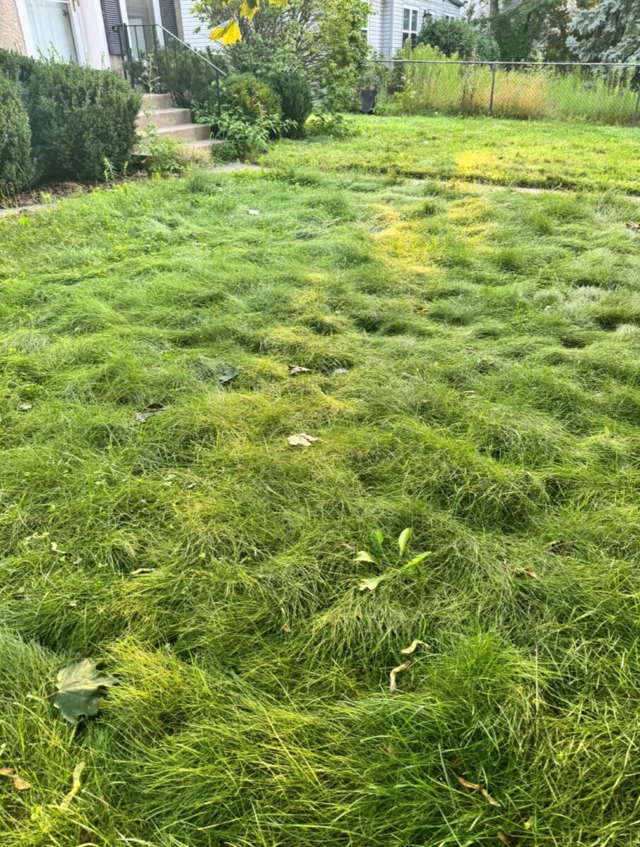 ECO SEED™ (Low Grow Fescue) Mix - Image 7