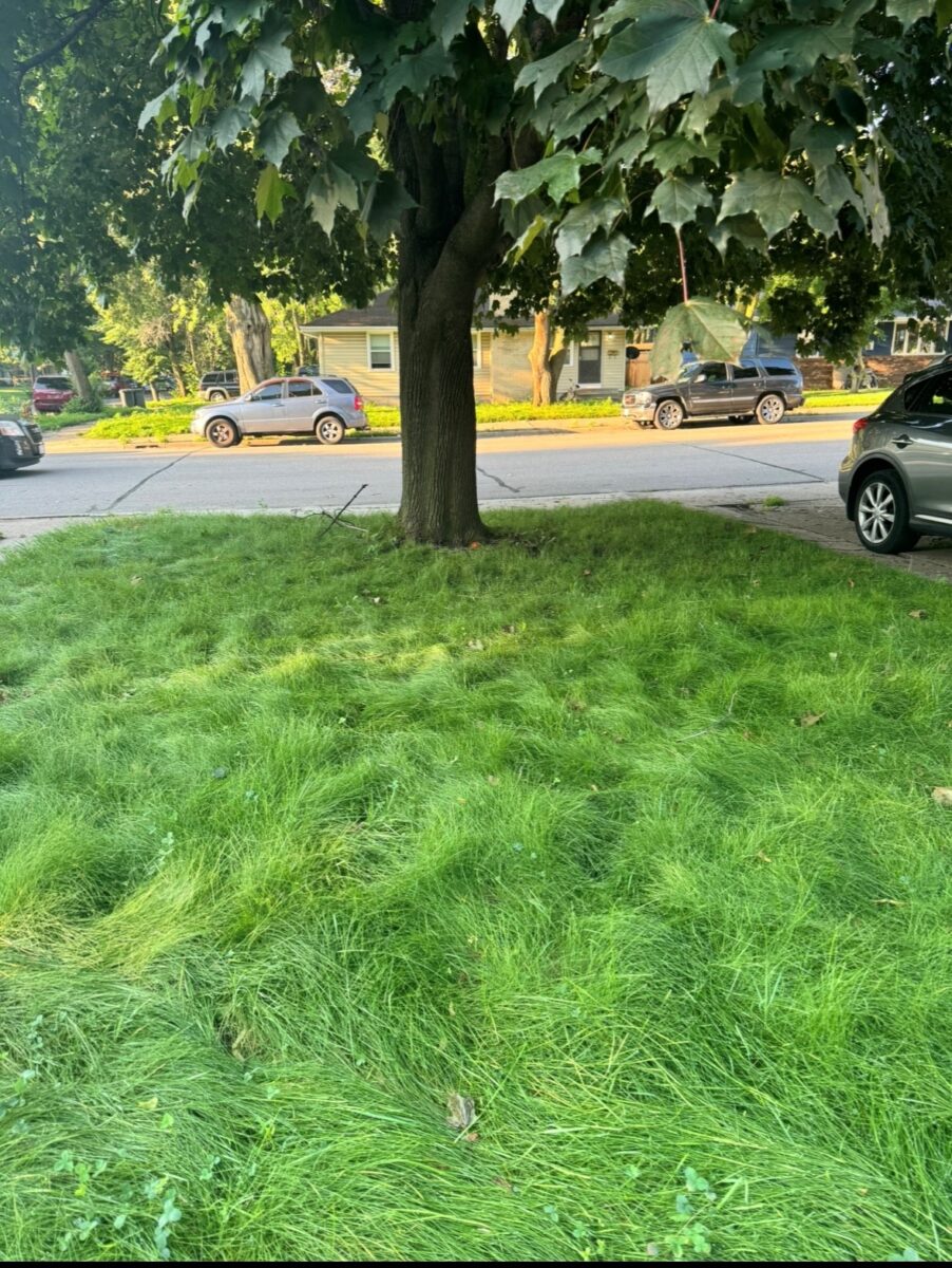 ECO SEED™ (Low Grow Fescue) Mix - Image 2
