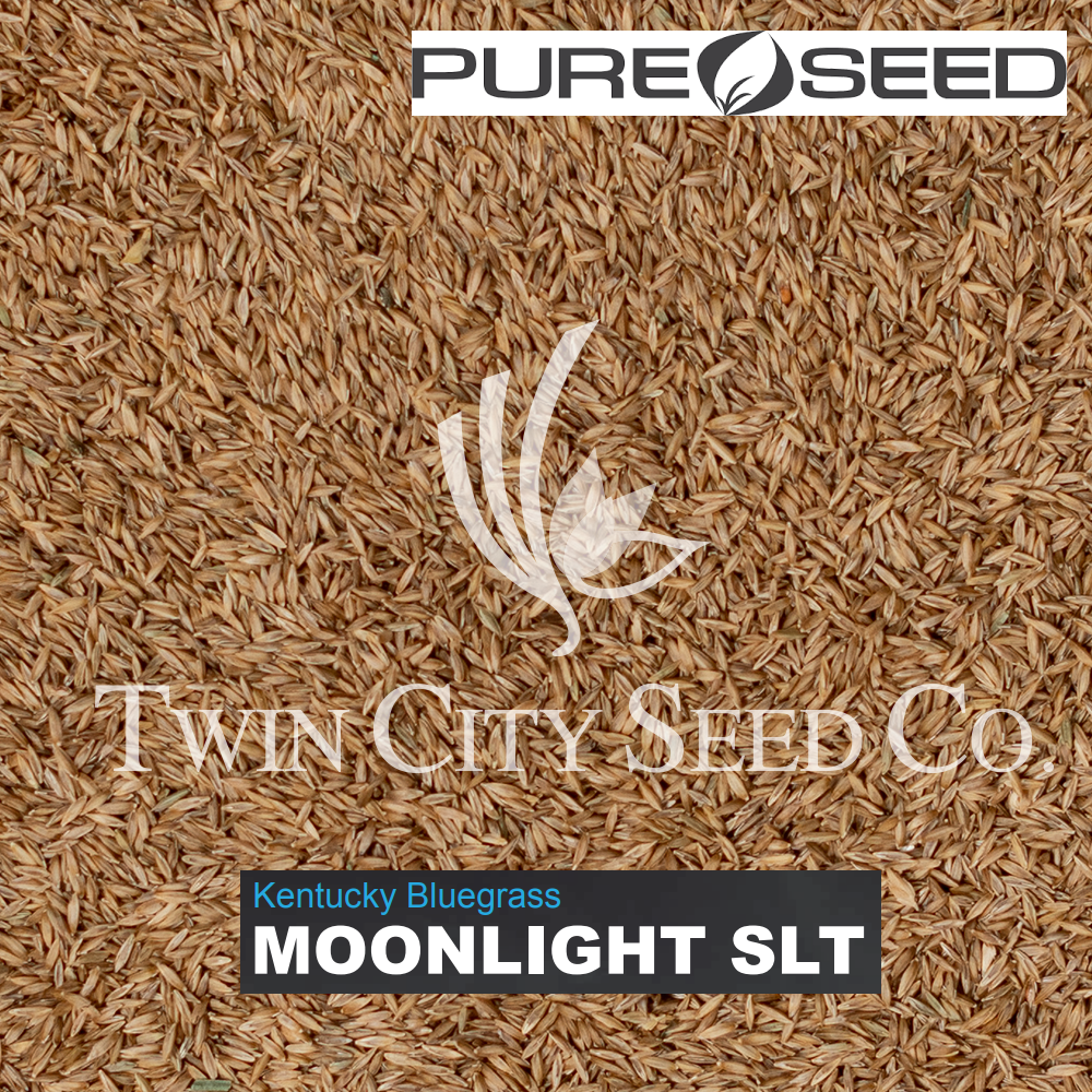 MOONLIGHT SLT Kentucky Bluegrass