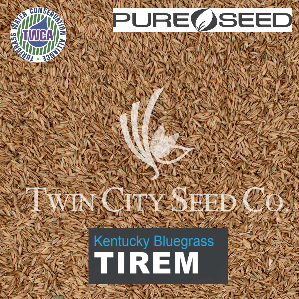 TIREM Kentucky Bluegrass