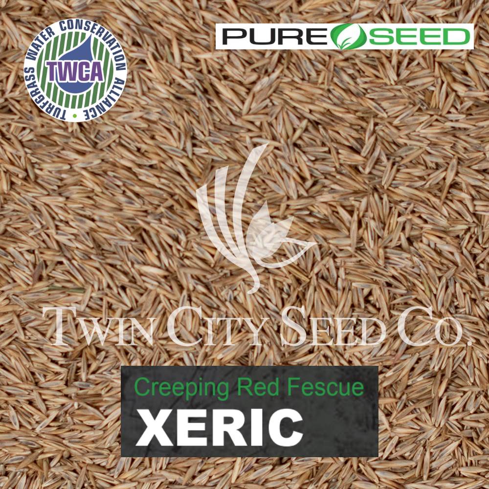 XERIC Creeping Red Fescue (Strong)